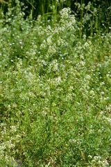 Galium mollugo