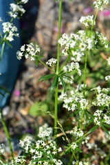 Galium mollugo