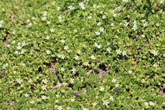 Arenaria serpens