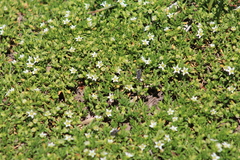 Arenaria serpens