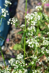 Galium mollugo