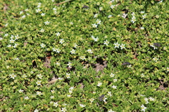 Arenaria serpens