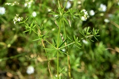 Galium mollugo