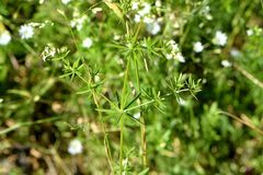 Galium mollugo
