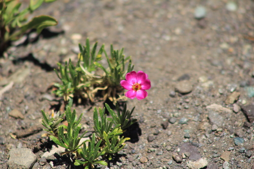 Image of Montiopsis umbellata by (c) Romi Galeota Lencina, some rights reserved (CC BY)