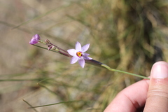 Sisyrinchieae