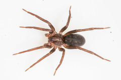 Anachemmis