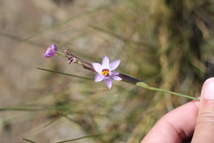 Sisyrinchieae