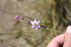 Sisyrinchieae