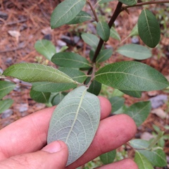 Salix paradoxa