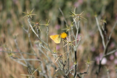 Colias vauthierii