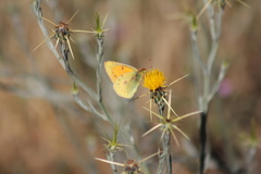Colias vauthierii