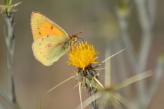 Colias vauthierii