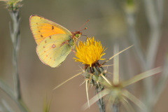 Colias vauthierii