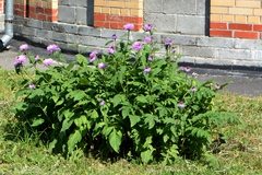 Psephellus dealbatus