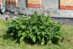 Psephellus dealbatus