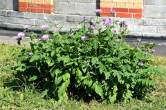 Psephellus dealbatus