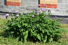 Psephellus dealbatus