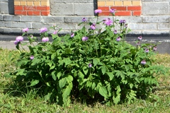 Psephellus dealbatus