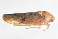 Ponana quadralaba