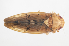 Ponana quadralaba