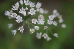 Allium drummondii