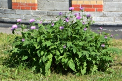 Psephellus dealbatus