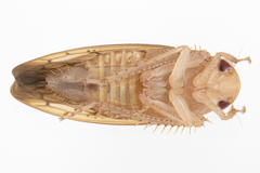Ponana quadralaba