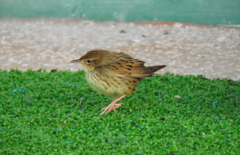 Locustella lanceolata