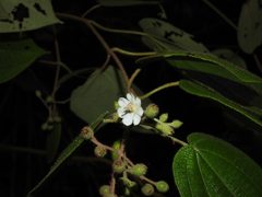 Miconia octona