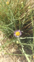 Erigeron breweri