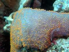 Polycitor giganteus
