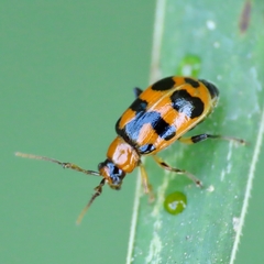 Cerotoma