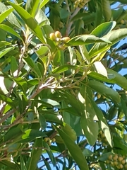 Citharexylum montevidense