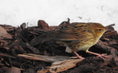 Locustella lanceolata