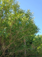 Citharexylum montevidense