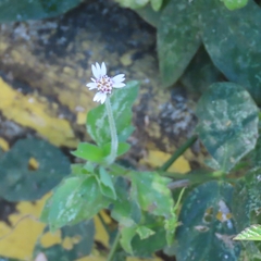 Tridax mexicana