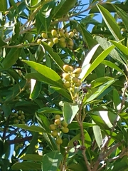 Citharexylum montevidense