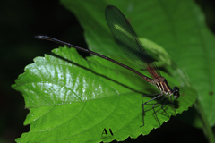 Hetaerina fuscoguttata