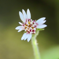 Tridax mexicana