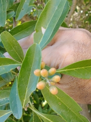 Citharexylum montevidense