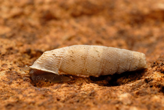 Siciliaria tiberii