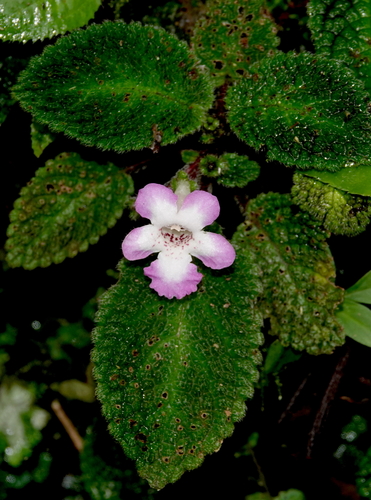 None (Nautilocalyx bicolor)