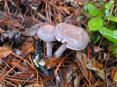 Cortinarius anomalus