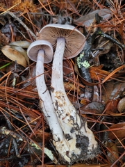 Cortinarius anomalus