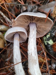 Cortinarius anomalus