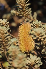 Banksia praemorsa