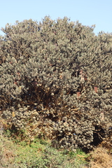 Banksia praemorsa