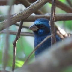 Cyanocompsa parellina