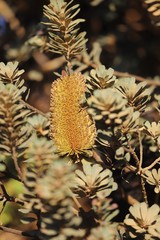 Banksia praemorsa